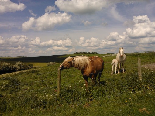Fawley horses